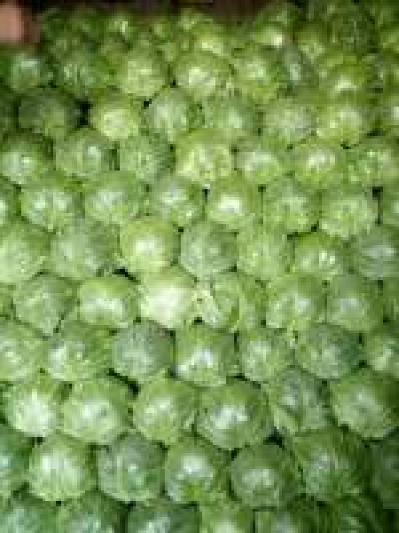 山东大棚甘蓝大量供应常年代收代发甘蓝包菜