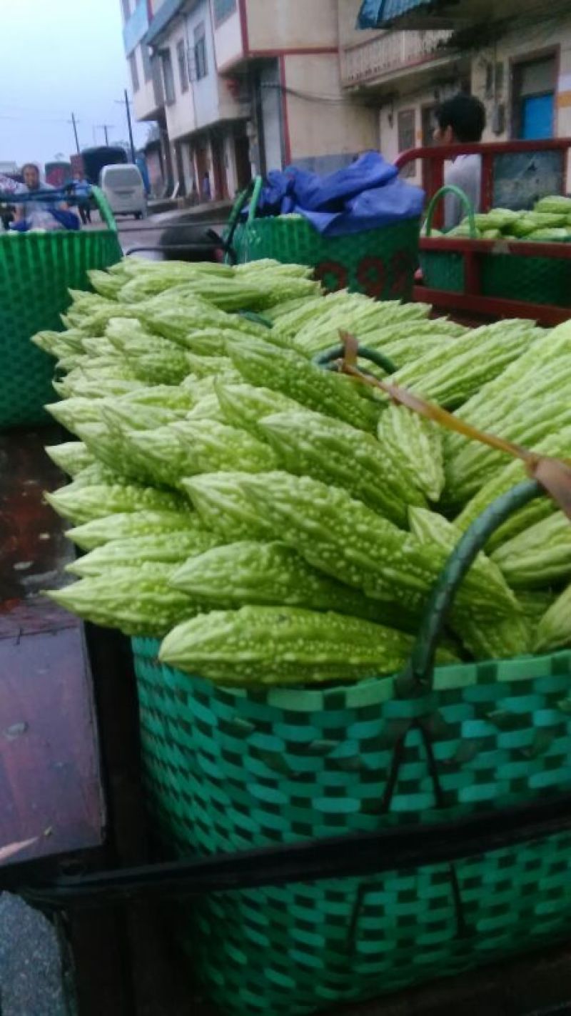 苦瓜大量上市中货好新鲜还有茄子豆角节瓜等
