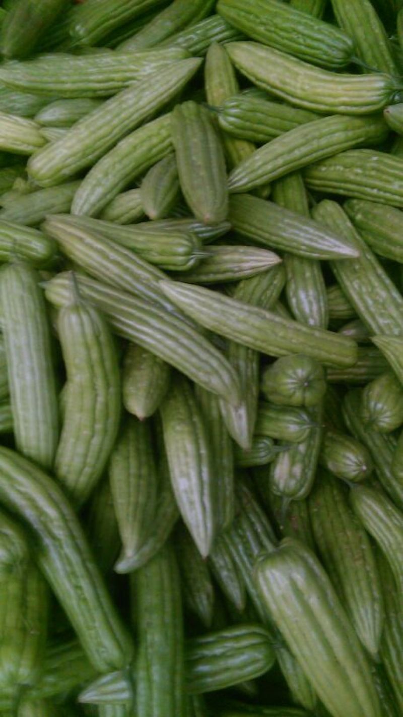 苦瓜大量上市中货好新鲜还有茄子豆角节瓜等