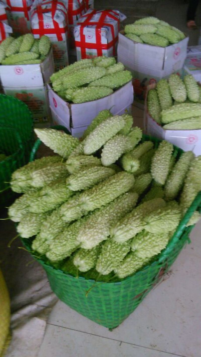 苦瓜大量上市中货好新鲜还有茄子豆角节瓜等