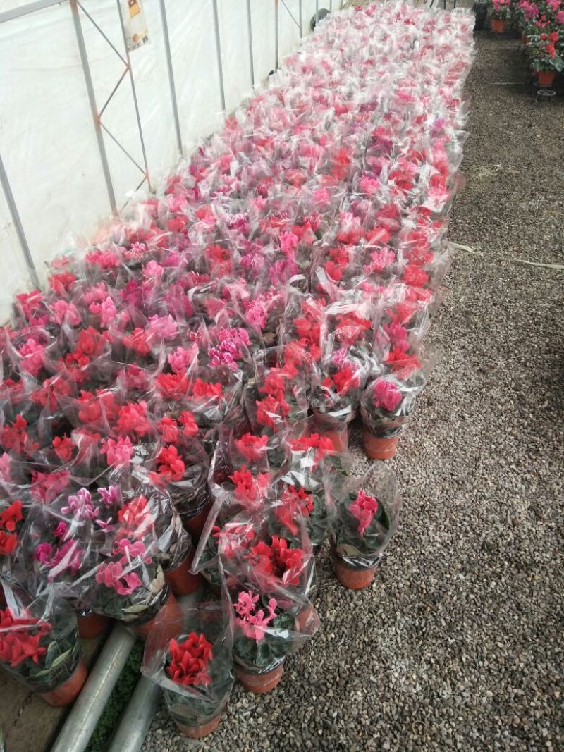 仙客来20~30公分