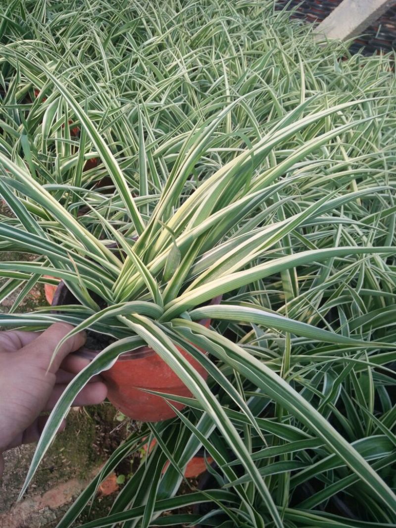 吊兰30~50cm