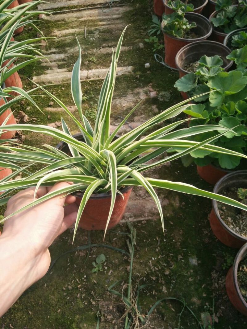 吊兰30~50cm