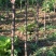矮化中间砧苹果树苗矮化苗烟富苹果苗苗圃现挖现发包纯正