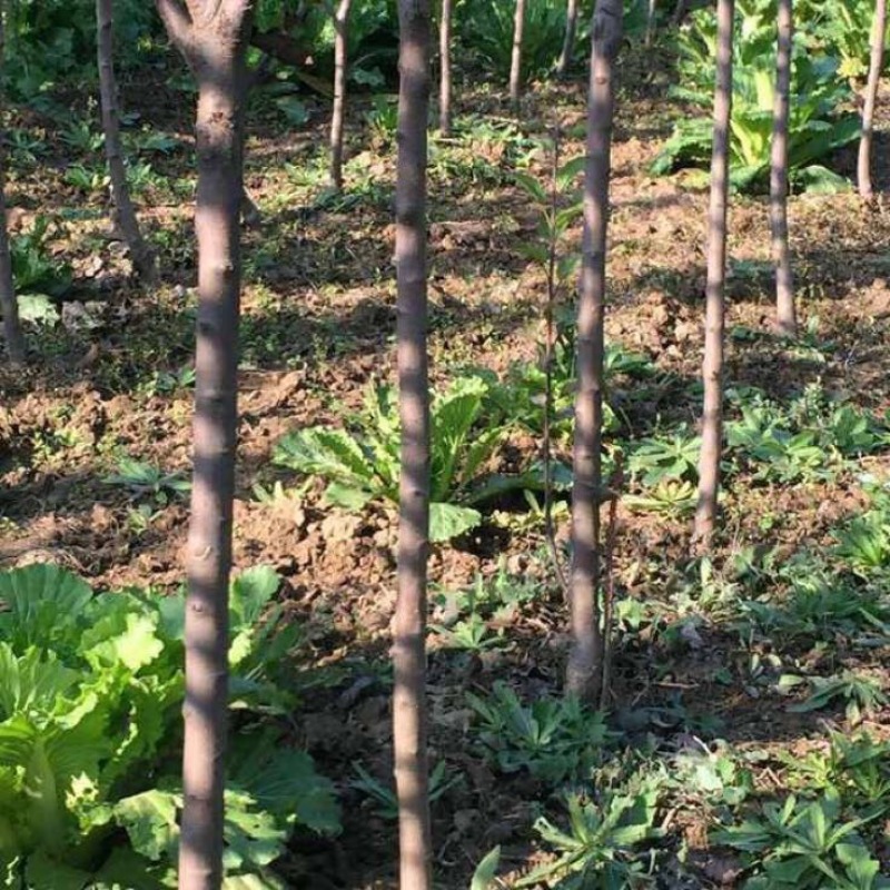 矮化中间砧苹果树苗矮化苗烟富苹果苗苗圃现挖现发包纯正