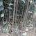 矮化中间砧苹果树苗矮化苗烟富苹果苗苗圃现挖现发包纯正