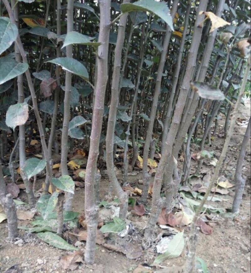 矮化中间砧苹果树苗矮化苗烟富苹果苗苗圃现挖现发包纯正