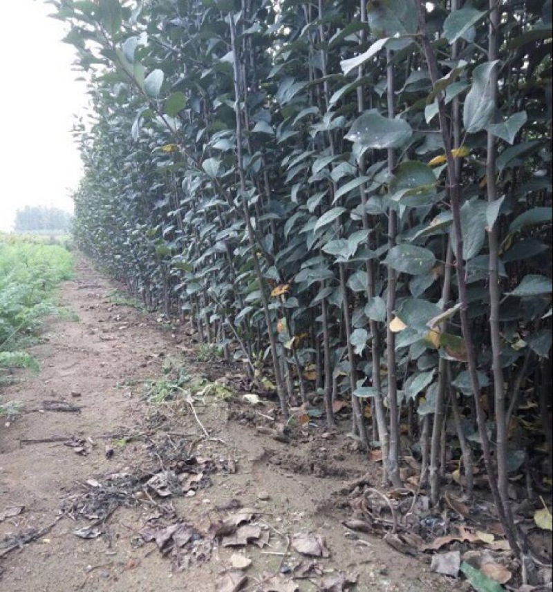矮化中间砧苹果树苗矮化苗烟富苹果苗苗圃现挖现发包纯正