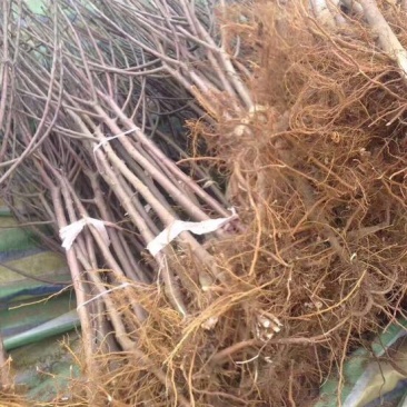 矮化中间砧苹果树苗矮化苗烟富苹果苗苗圃现挖现发包纯正