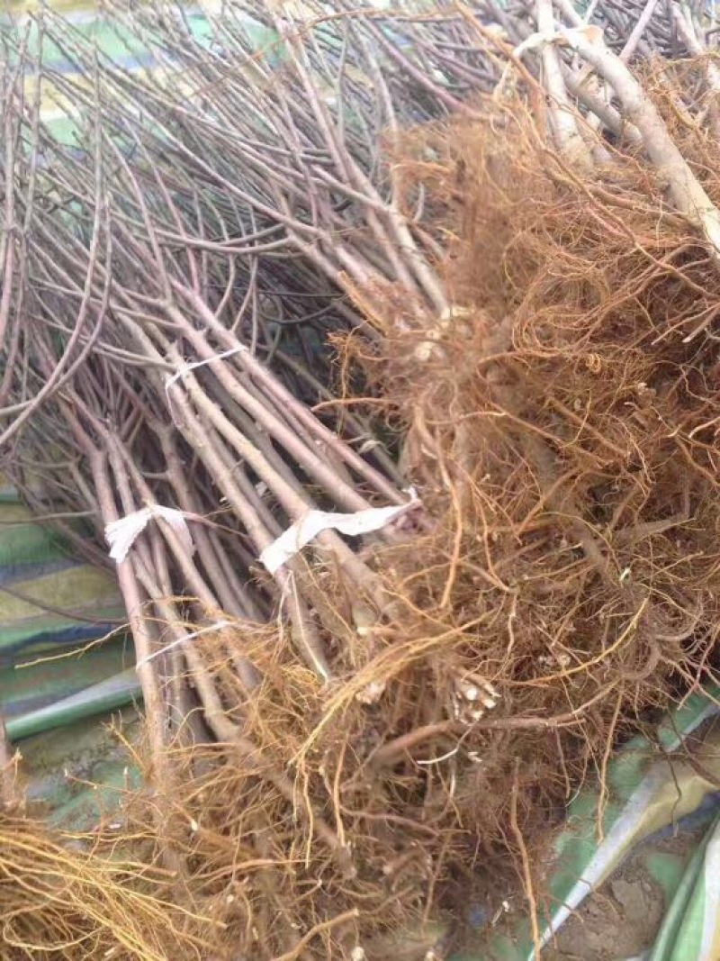 矮化中间砧苹果树苗矮化苗烟富苹果苗苗圃现挖现发包纯正