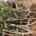 矮化中间砧苹果树苗矮化苗烟富苹果苗苗圃现挖现发包纯正