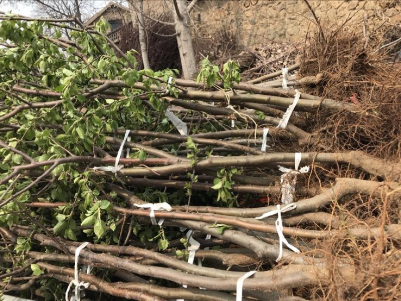 矮化中间砧苹果树苗矮化苗烟富苹果苗苗圃现挖现发包纯正