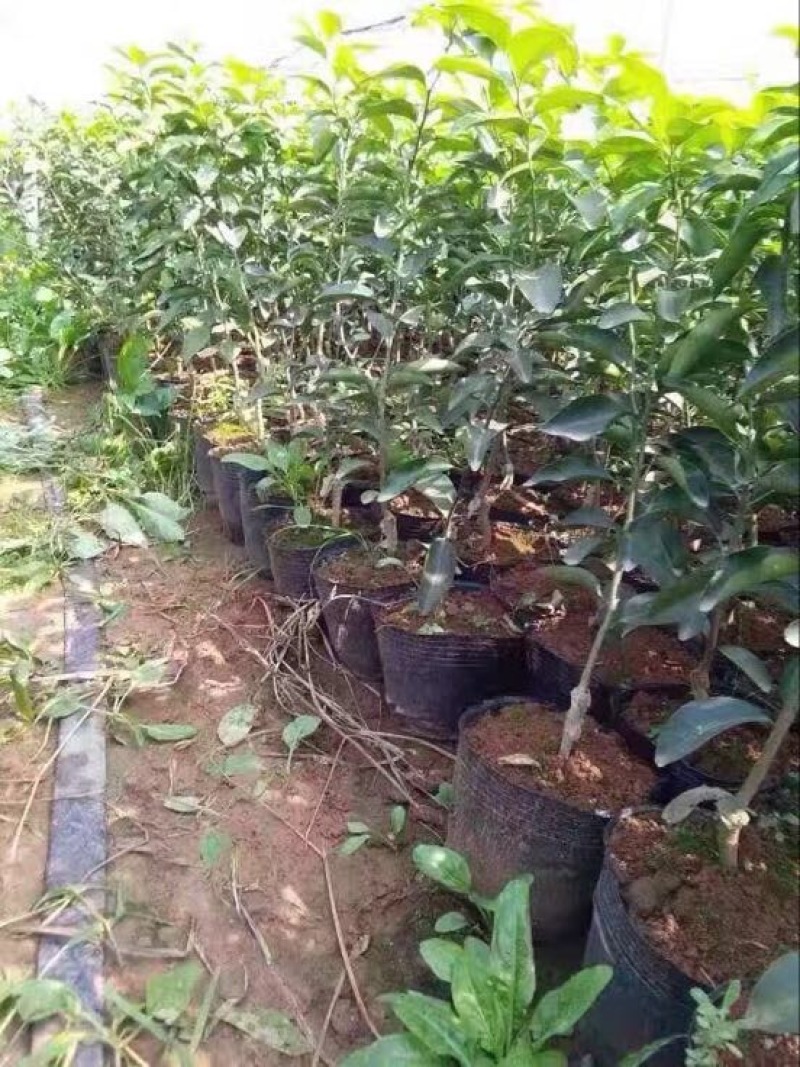 沙糖桔苗，杯苗价格优惠沙糖桔苗，杯苗价格优惠