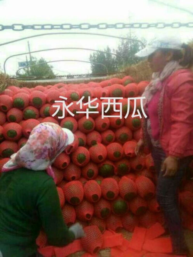 早春红玉，冰淇淋小糖丸西瓜产地直供支持看货