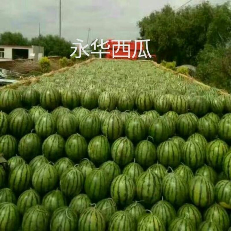 《甜王西瓜》甜度16保熟保甜8斤打底10斤打底