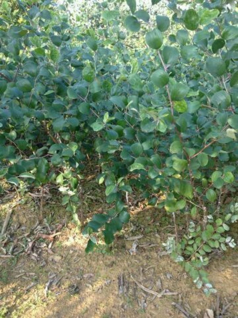 枣树苗50~80cm