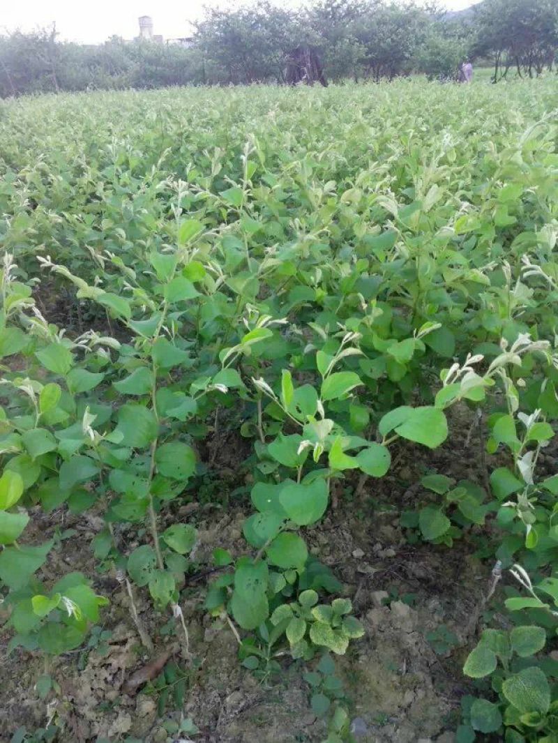 枣树苗50~80cm