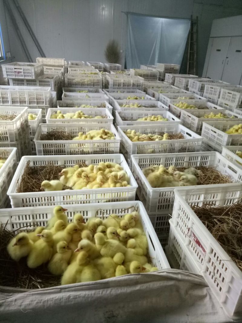 三花鹅苗250g以上
