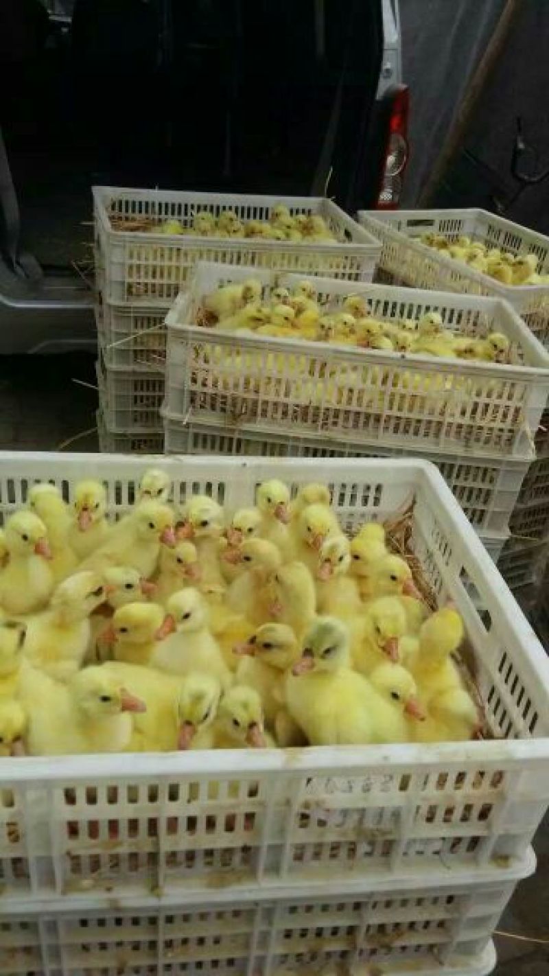 三花鹅苗250g以上