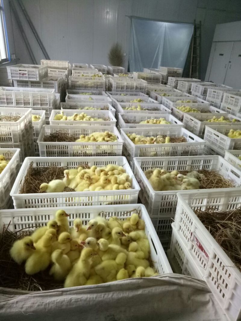 三花鹅苗250g以上
