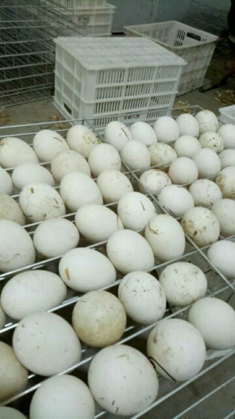 三花鹅苗250g以上