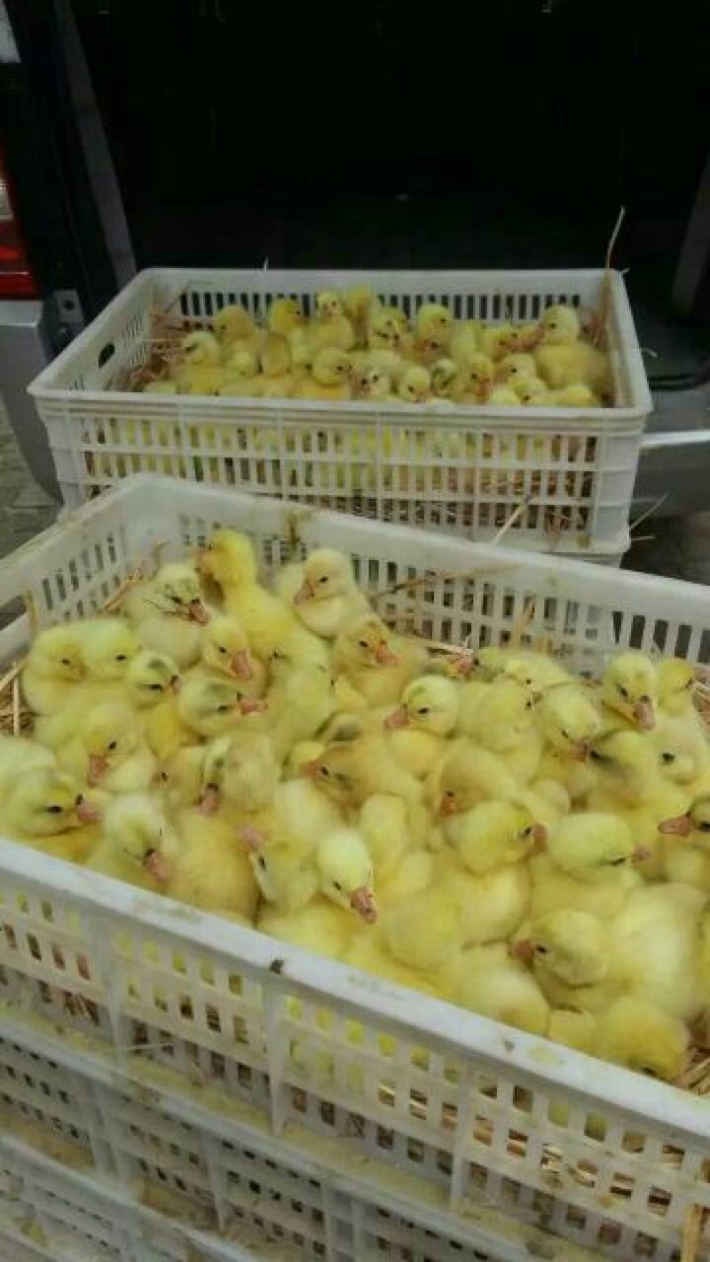 三花鹅苗250g以上