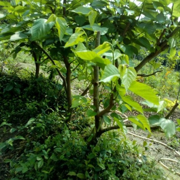 桑树90~100cm