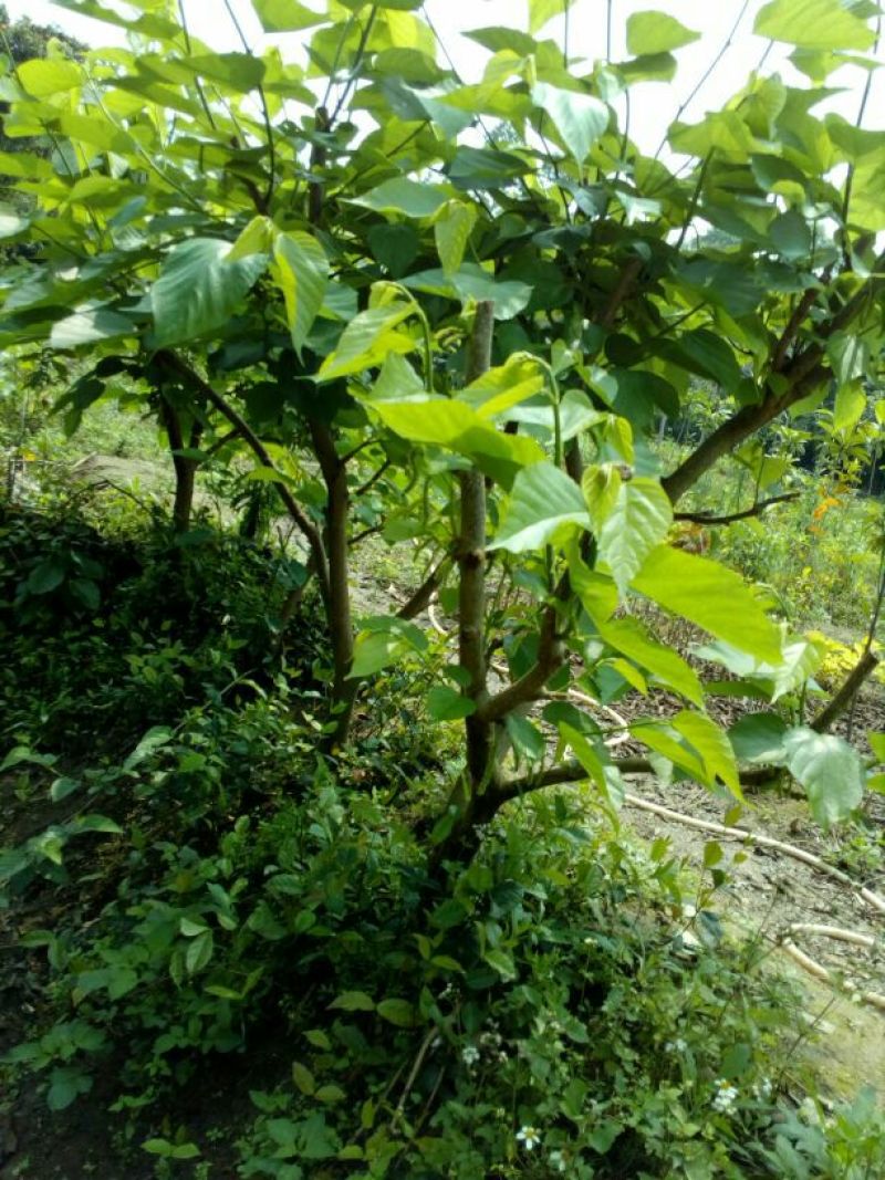 桑树90~100cm
