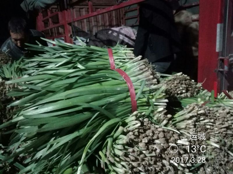 韭菜头茬山西河津韭菜