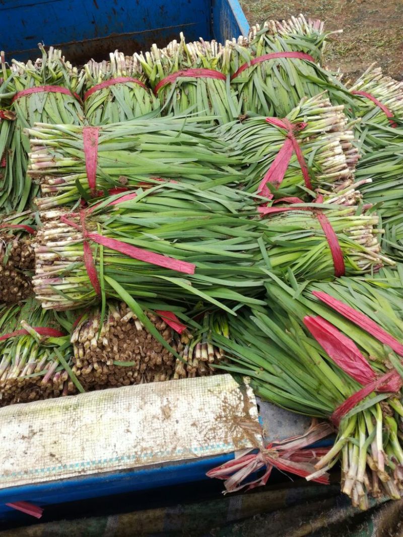 韭菜头茬山西河津韭菜