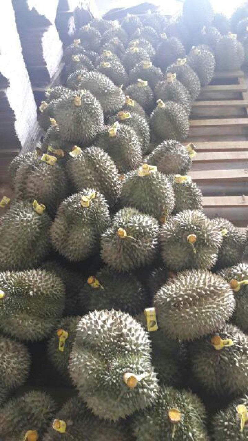金枕头榴莲3~5斤