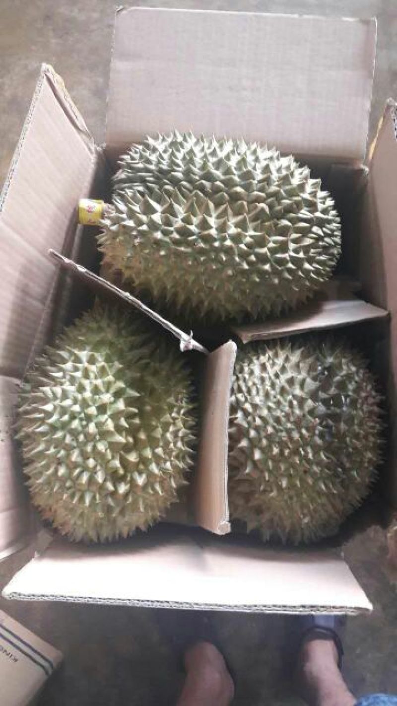 金枕头榴莲3~5斤