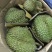 金枕头榴莲3~5斤