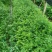 红豆杉树苗红豆杉苗0.5~1米基地发货免费支持技术