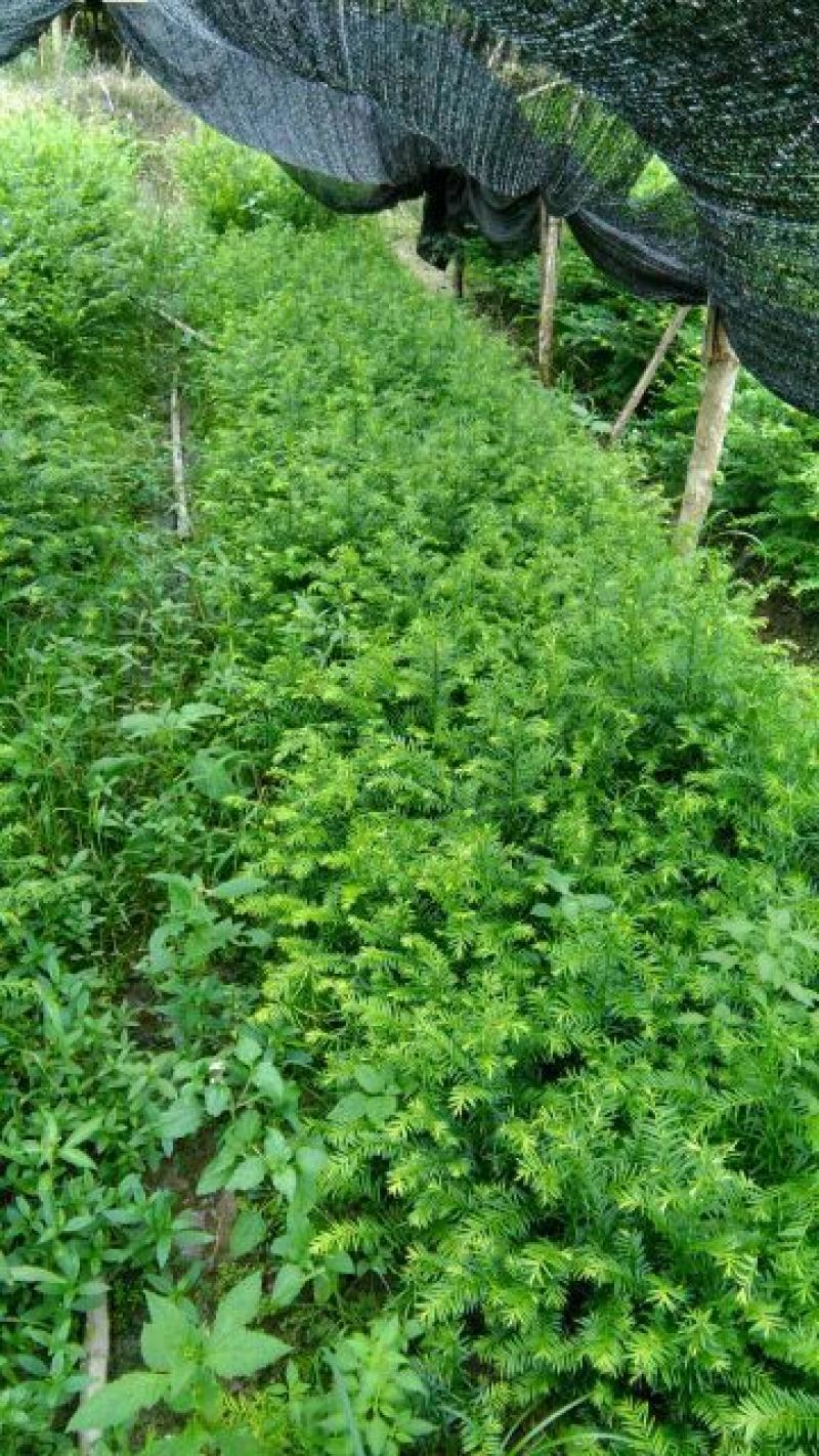 红豆杉树苗红豆杉苗0.5~1米基地发货免费支持技术