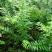 红豆杉树苗红豆杉苗0.5~1米基地发货免费支持技术