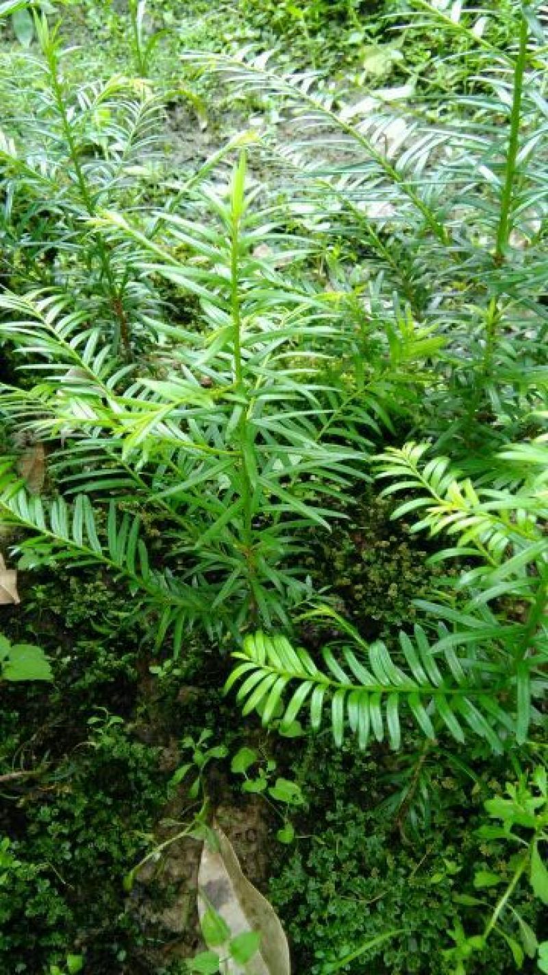 红豆杉树苗红豆杉苗0.5~1米基地发货免费支持技术