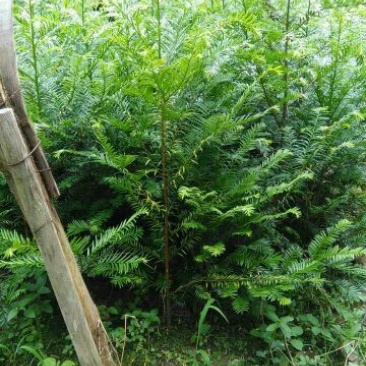 红豆杉树苗红豆杉苗0.5~1米基地发货免费支持技术