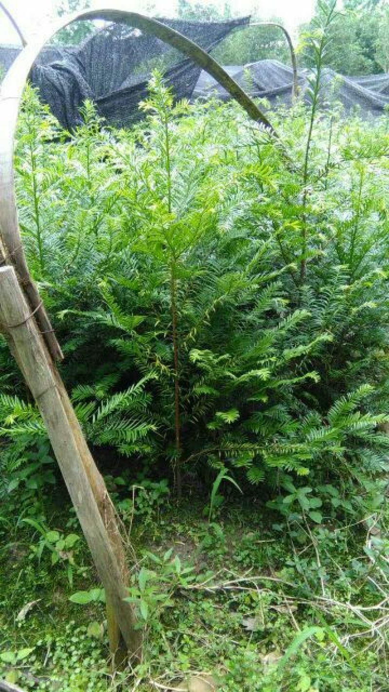 红豆杉树苗红豆杉苗0.5~1米基地发货免费支持技术