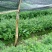 红豆杉树苗红豆杉苗0.5~1米基地发货免费支持技术