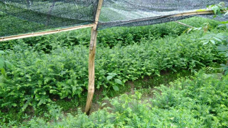 红豆杉树苗红豆杉苗0.5~1米基地发货免费支持技术