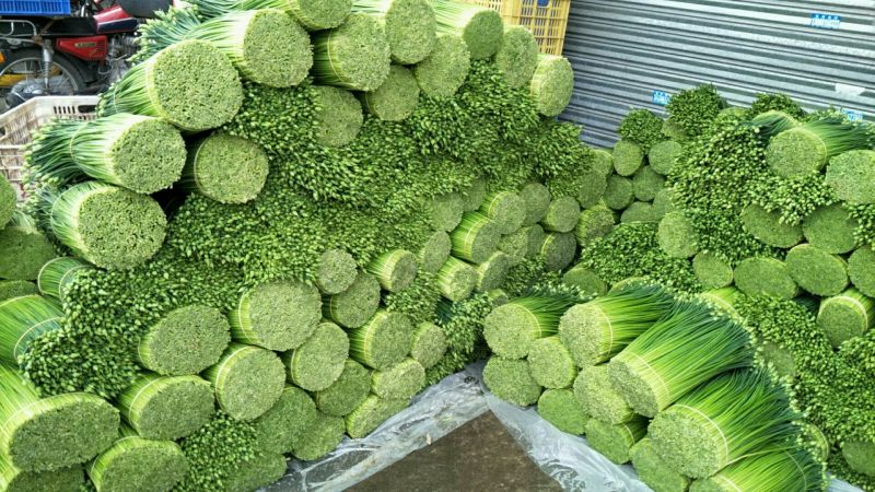 韭菜花20~25cm产地常年供应商。尽力最好的