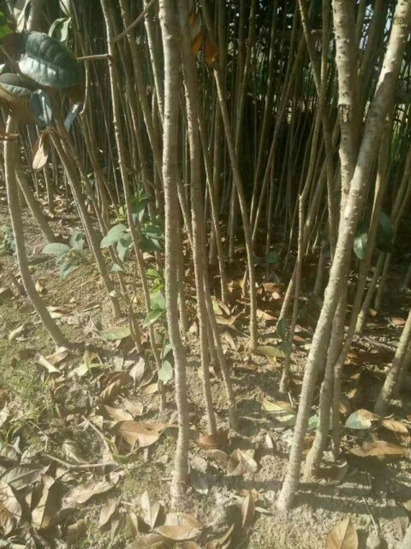 金桂苗桂花苗八月桂花苗桂花苗批发基地发货一手货