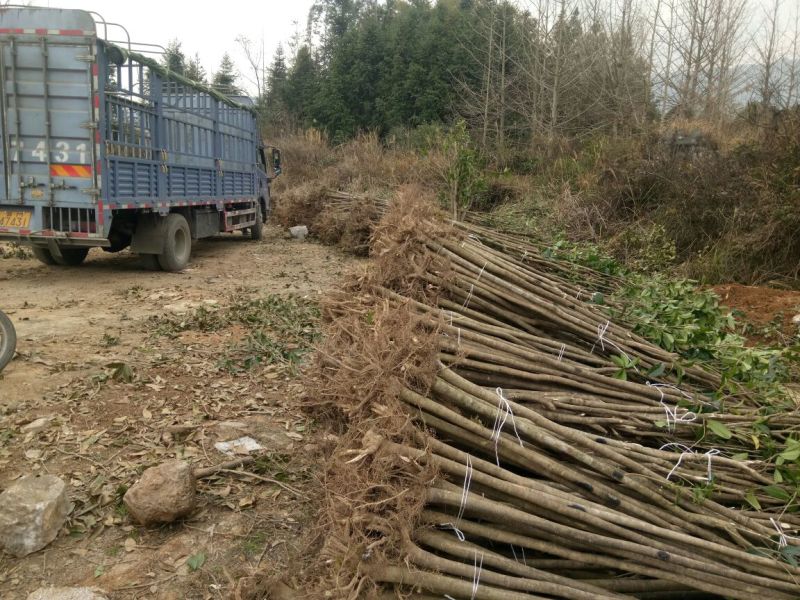 金桂苗桂花苗八月桂花苗桂花苗批发基地发货一手货