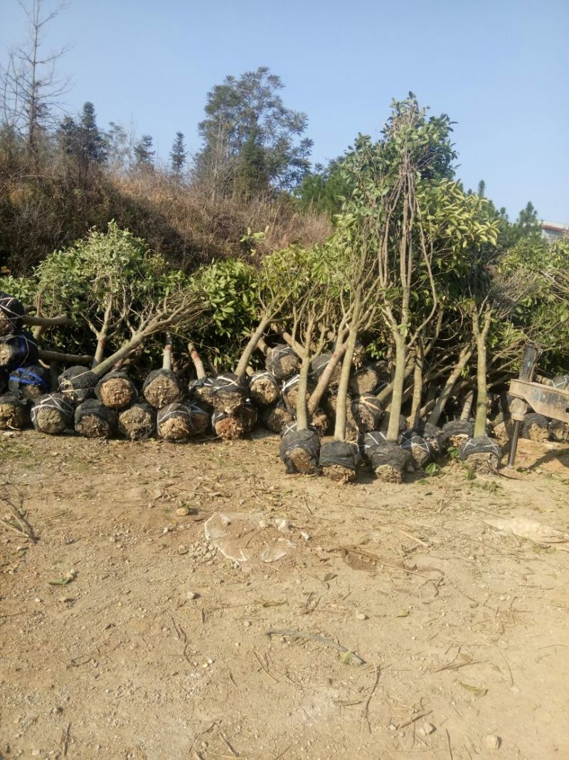 金桂苗桂花苗八月桂花苗桂花苗批发基地发货一手货