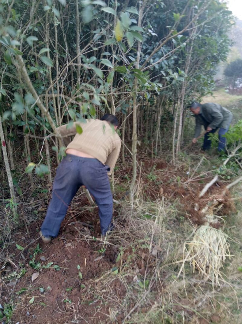 金桂苗桂花苗八月桂花苗桂花苗批发基地发货一手货