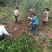 金桂苗桂花苗八月桂花苗桂花苗批发基地发货一手货