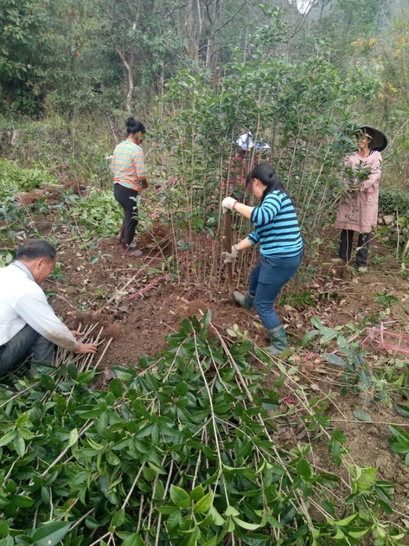 金桂苗桂花苗八月桂花苗桂花苗批发基地发货一手货