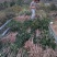 金桂苗桂花苗八月桂花苗桂花苗批发基地发货一手货