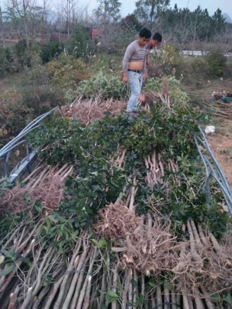 金桂苗桂花苗八月桂花苗桂花苗批发基地发货一手货
